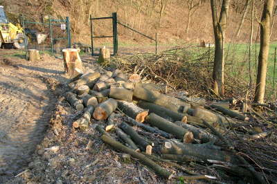 19.03.2005: Bume mussten weichen