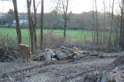 19.03.2005: Bume mussten weichen