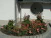 15.07.2003: Die Blumen ...