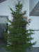 04.12.2003: Der Weihnachtsbaum 